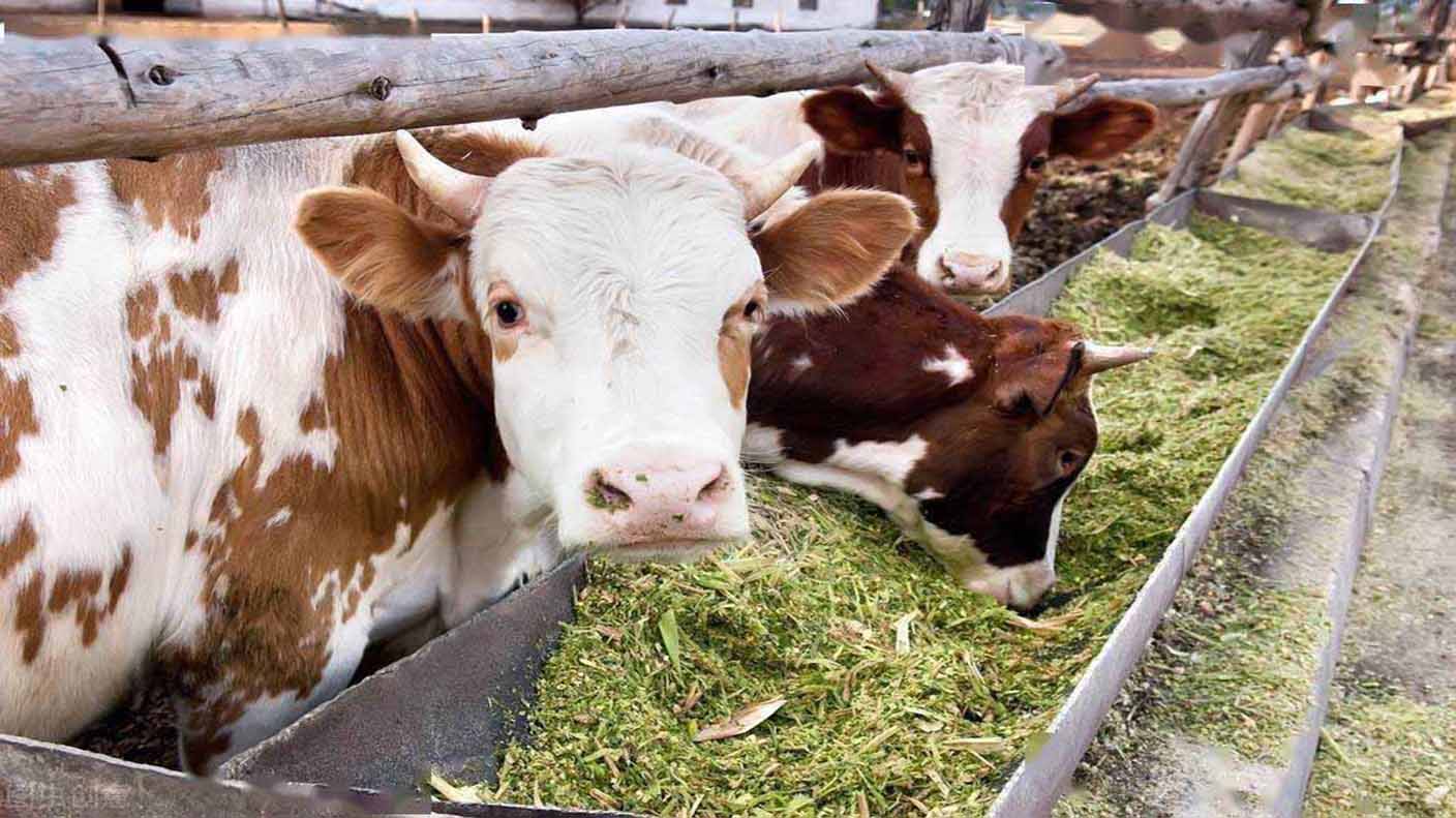 Calcium Phosphates in the Feed Industry: Enhancing Animal Nutrition and Health